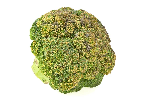 Vieux brocoli pourri sur fond blanc — Photo