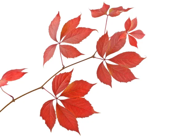 Herbst rote Blätter isoliert auf weißem Hintergrund — Stockfoto