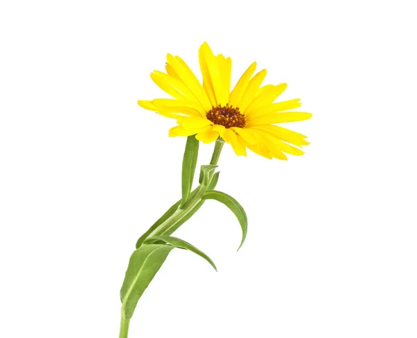 Calendula. Fiore di calendula con foglie isolate su un dorso bianco — Foto Stock