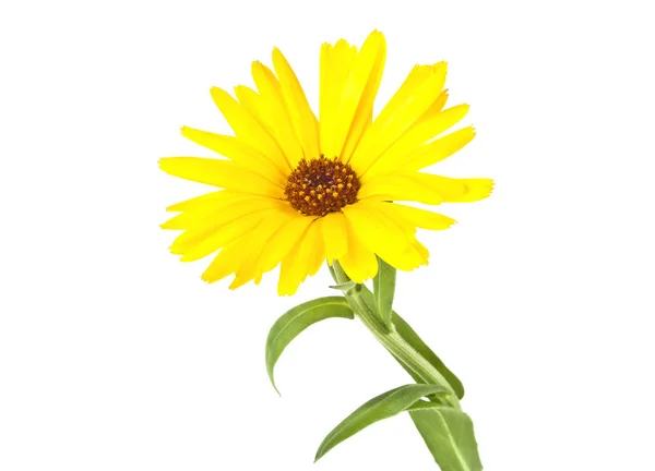 Calendula. Fiore di calendula con foglie isolate su un dorso bianco — Foto Stock