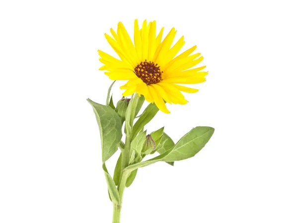 Calêndula. Flor de calêndula com folhas isoladas em um backg branco — Fotografia de Stock