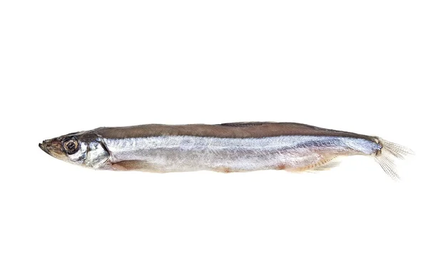 흰색 배경에 고립 capelin 물고기 — 스톡 사진