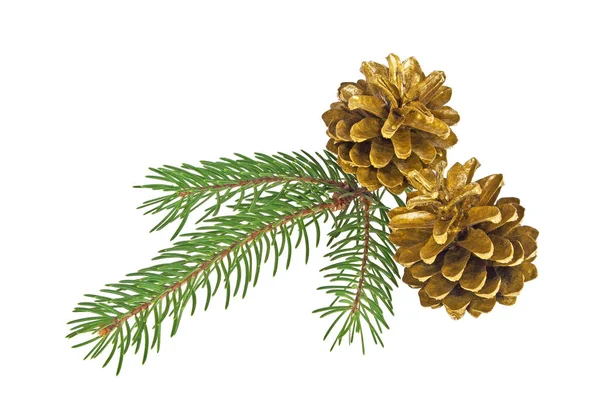 Two golden pine cones with branch on a white background — Stock Photo, Image