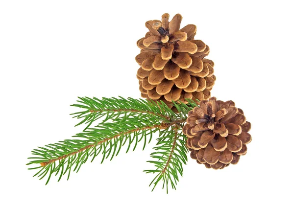 Two pine cones with branch on a white background — Stock Photo, Image