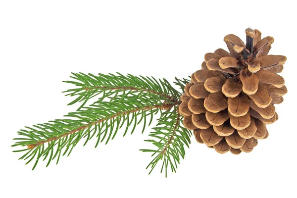 Beautiful pine cone with branch isolated on a white background — Stock Photo, Image