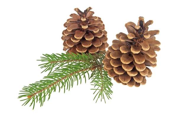 Pine cones with branch on a white background — Stock Photo, Image