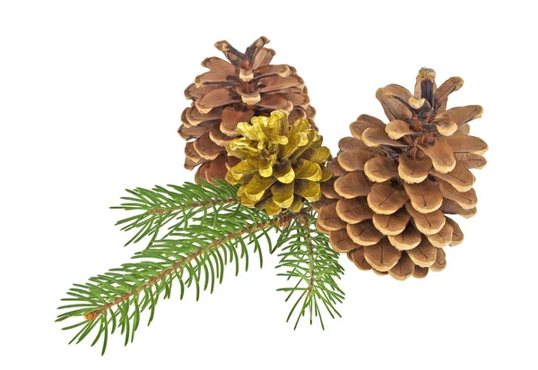 Pine cones with branch on a white background — Stock Photo, Image