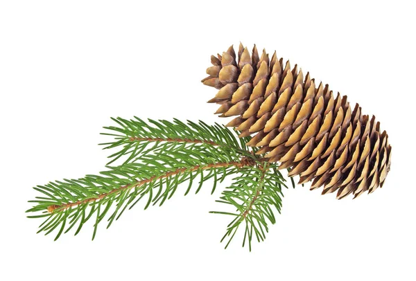 Pine cone with branch on a white background — Stock Photo, Image