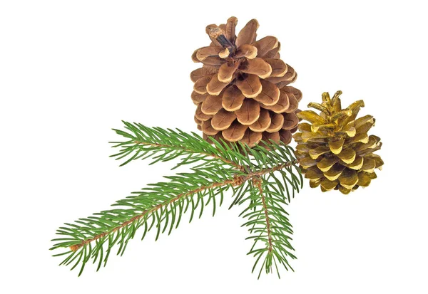 Two pine cones isolated on white background — Stock Photo, Image