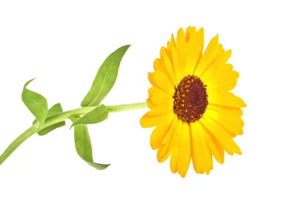 Calendula. Marigold fleur avec des feuilles isolées sur un fond blanc — Photo