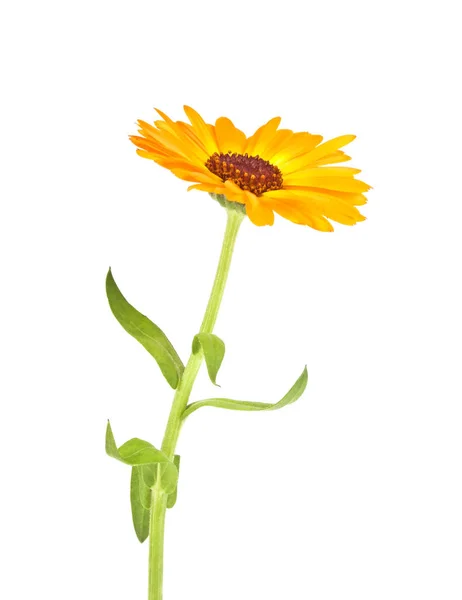 Calendula. Marigold fleur avec des feuilles isolées sur un fond blanc — Photo