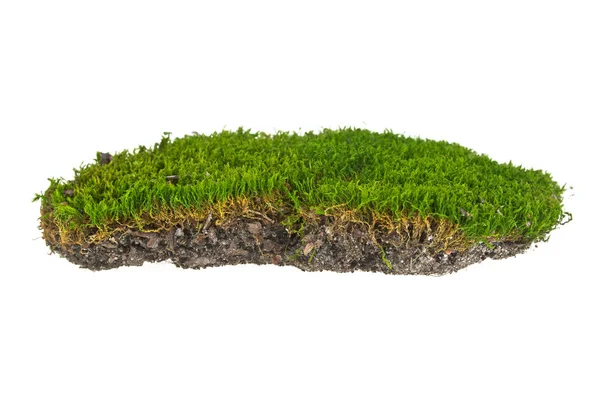 Green moss on white background — Stock Photo, Image