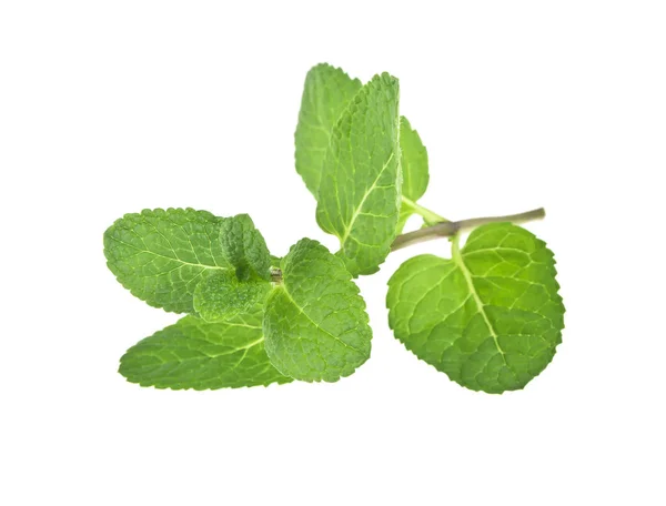 Hojas frescas de menta cruda aisladas sobre fondo blanco —  Fotos de Stock