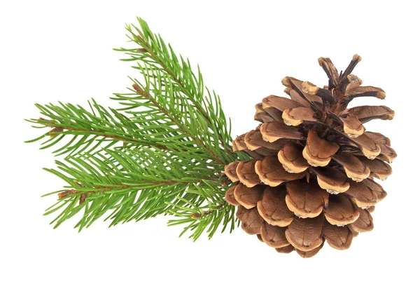 Beautiful pine cone with branch isolated on a white background — Stock Photo, Image
