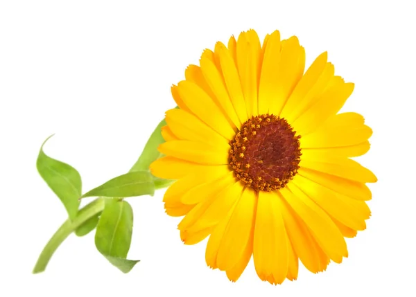 Calendula. Marigold fleur avec des feuilles isolées sur un fond blanc — Photo