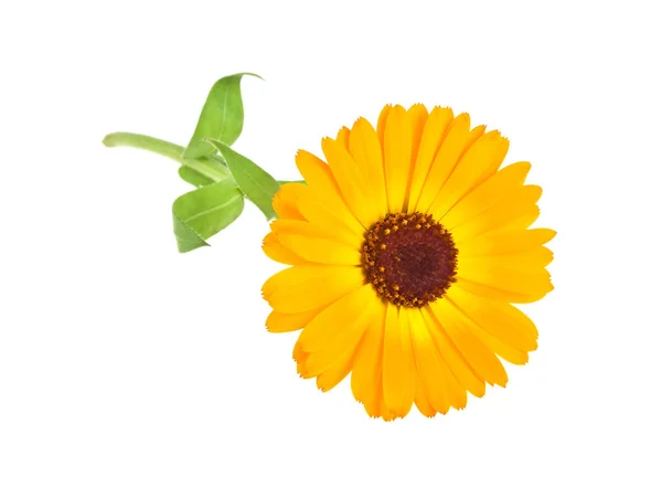 Calendula. Marigold fleur avec des feuilles isolées sur un fond blanc — Photo