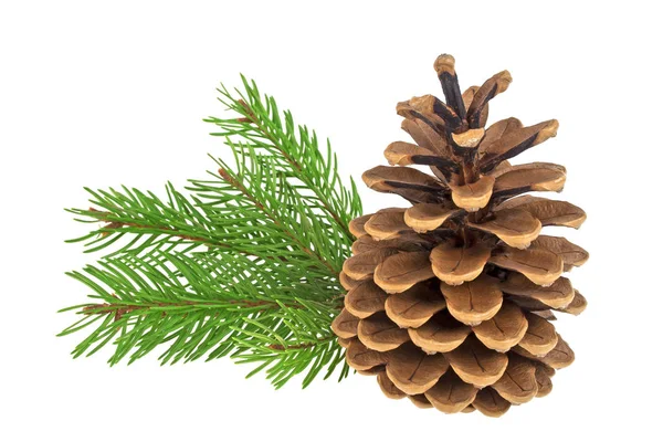 Beautiful pine cone with branch isolated on a white background — Stock Photo, Image