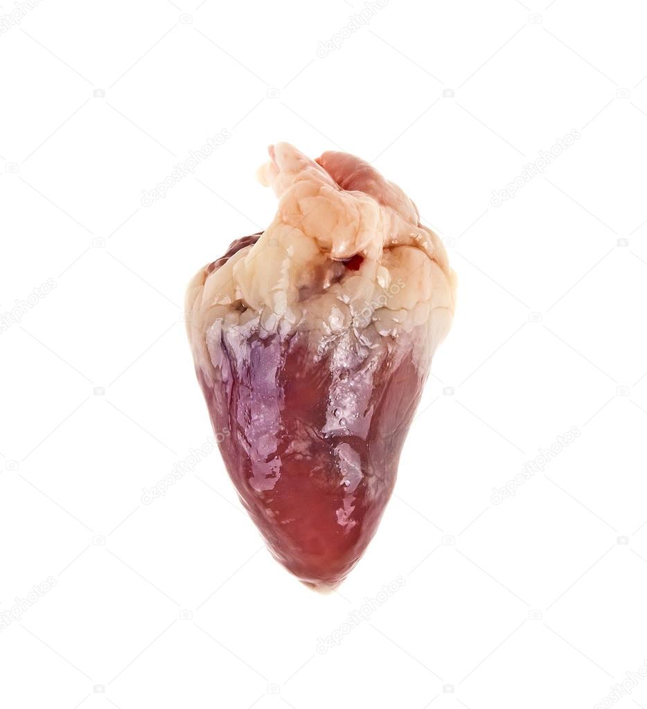 Raw chicken heart isolated on white background