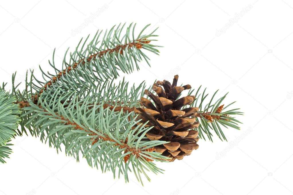 Blue spruce twig with cone isolated on a white background. Chris