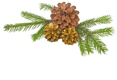 çam kozalakları ile beyaz bir arka plan üzerinde şube