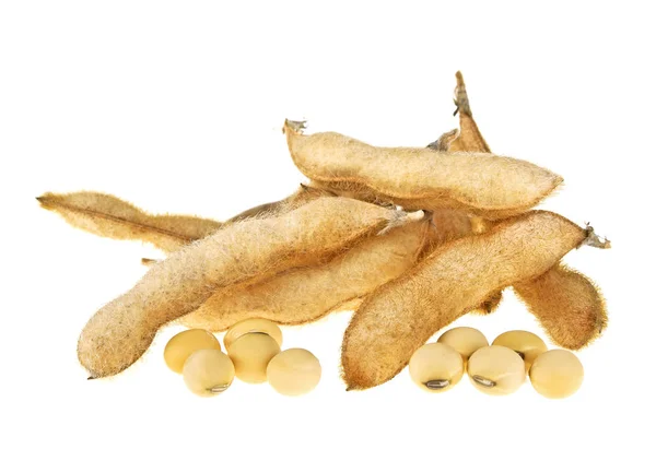 Soybean pods isolated on white background. Soya - protein plant — Stock Photo, Image