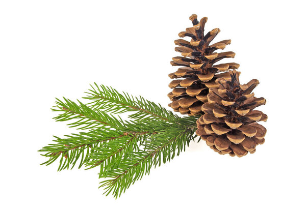 Pine cones with branch on a white background