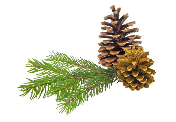 Pine cones with branch on a white background