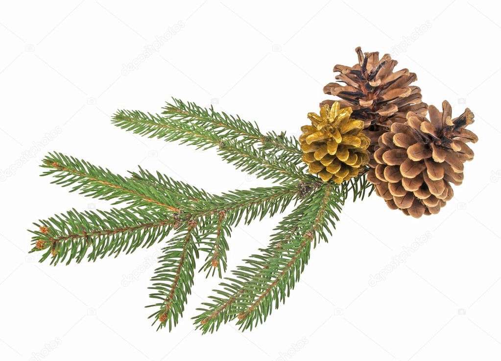 Pine cones with branch on a white background