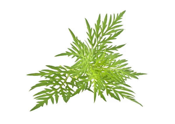 Planta Ragweed em temporada de alergia isolada em fundo branco, co — Fotografia de Stock