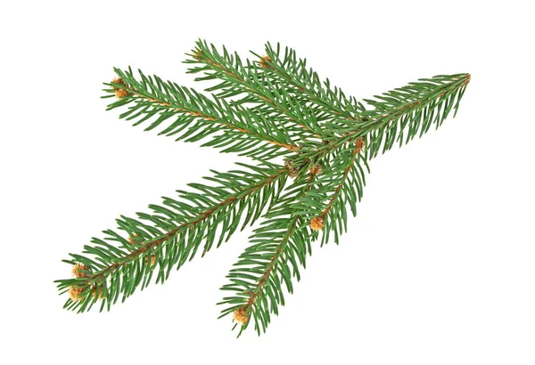 Grønn gran til jul, isolert på hvit bakgrunn – stockfoto