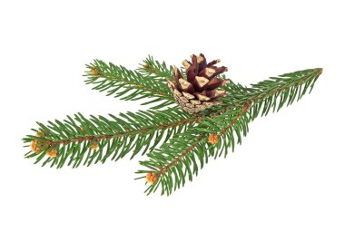 Köknar ağacı dalı ile çam kozalağı beyaz arka plan üzerinde izole