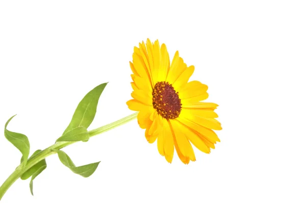 Calendula. Marigold fleur avec des feuilles isolées sur un fond blanc — Photo