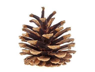 Kahverengi kozalak beyaz arkaplanda izole