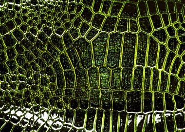 Timsah deri doku soyut, arka plan olarak kullanabilirsiniz