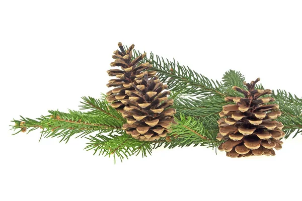 Branch of fir-tree and cones on a white background — Stock Photo, Image