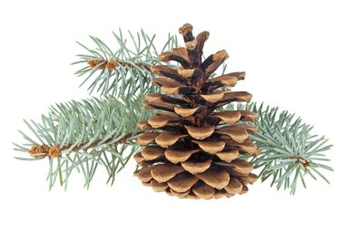 Beyaz bir arka plan üzerinde izole koni ile mavi Ladin dal. Chris