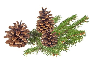 çam ağacı ve beyaz zemin üzerine koni dalı