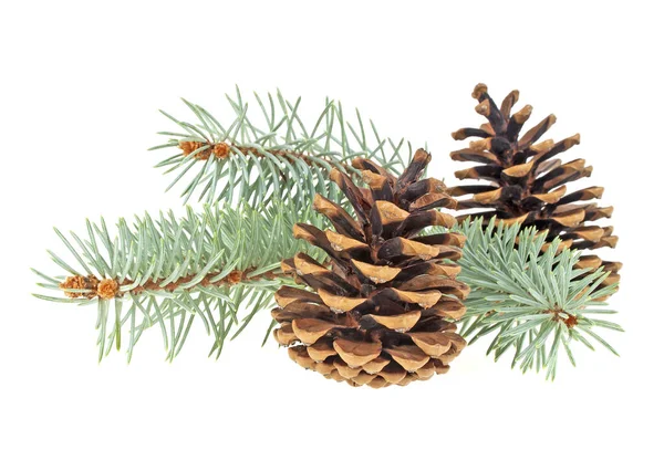 Blue spruce twig with cones isolated on a white background. Chri — Stock Photo, Image