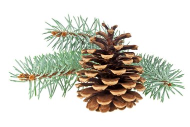 Beyaz bir arka plan üzerinde izole koni ile mavi Ladin dal. Chris