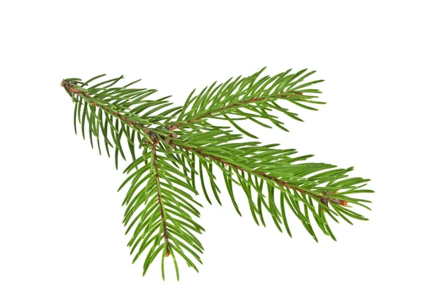 Beyaz bir arka plan üzerinde izole köknar ağacı dalı