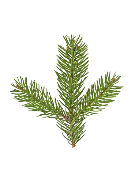 Beyaz bir arka plan üzerinde izole köknar ağacı dalı