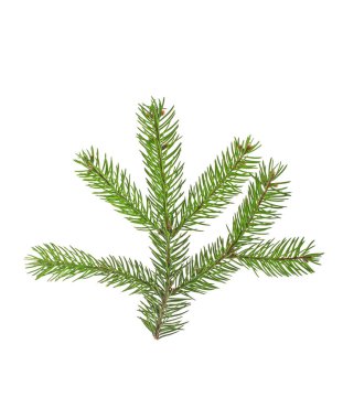 Beyaz bir arka plan üzerinde izole köknar ağacı dalı