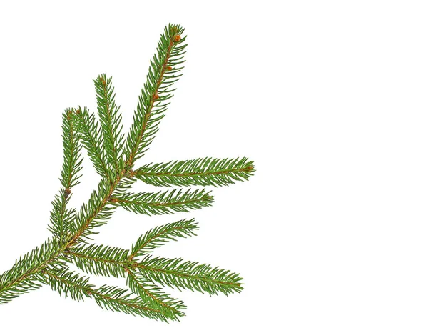 Fir tree branch isolated on a white background — Stock Photo, Image