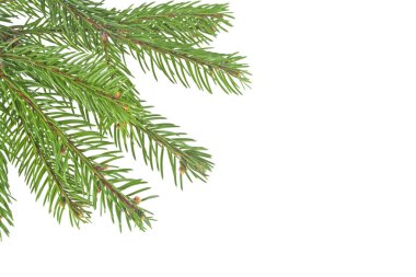 Noel ağacının dalları beyazın üzerinde