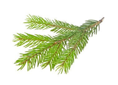 Beyaz bir arka plan üzerinde izole köknar ağacı dalı