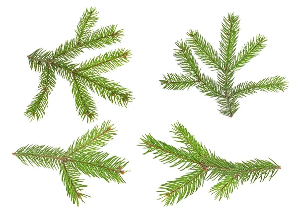 Set of fir tree branches isolated on a white background — Stock Photo, Image