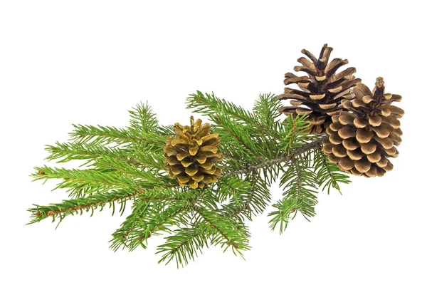 Branch of fir-tree and cones on a white background — Stock Photo, Image