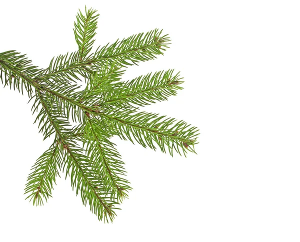 Зеленая ель ветви на Рождество, изолированные на белом фоне — стоковое фото