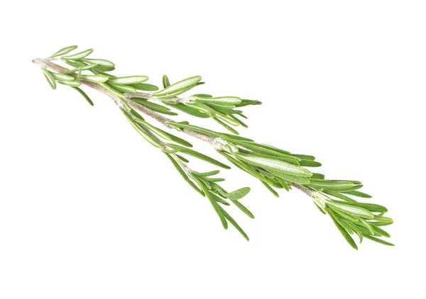 로즈마리 흰색 배경에 고립의 신선한 녹색 장식 — 스톡 사진