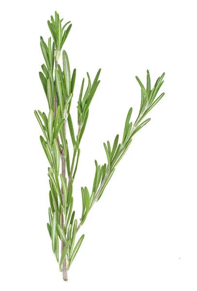 Fresh green sprig of rosemary isolated on a white background — Stock Photo, Image